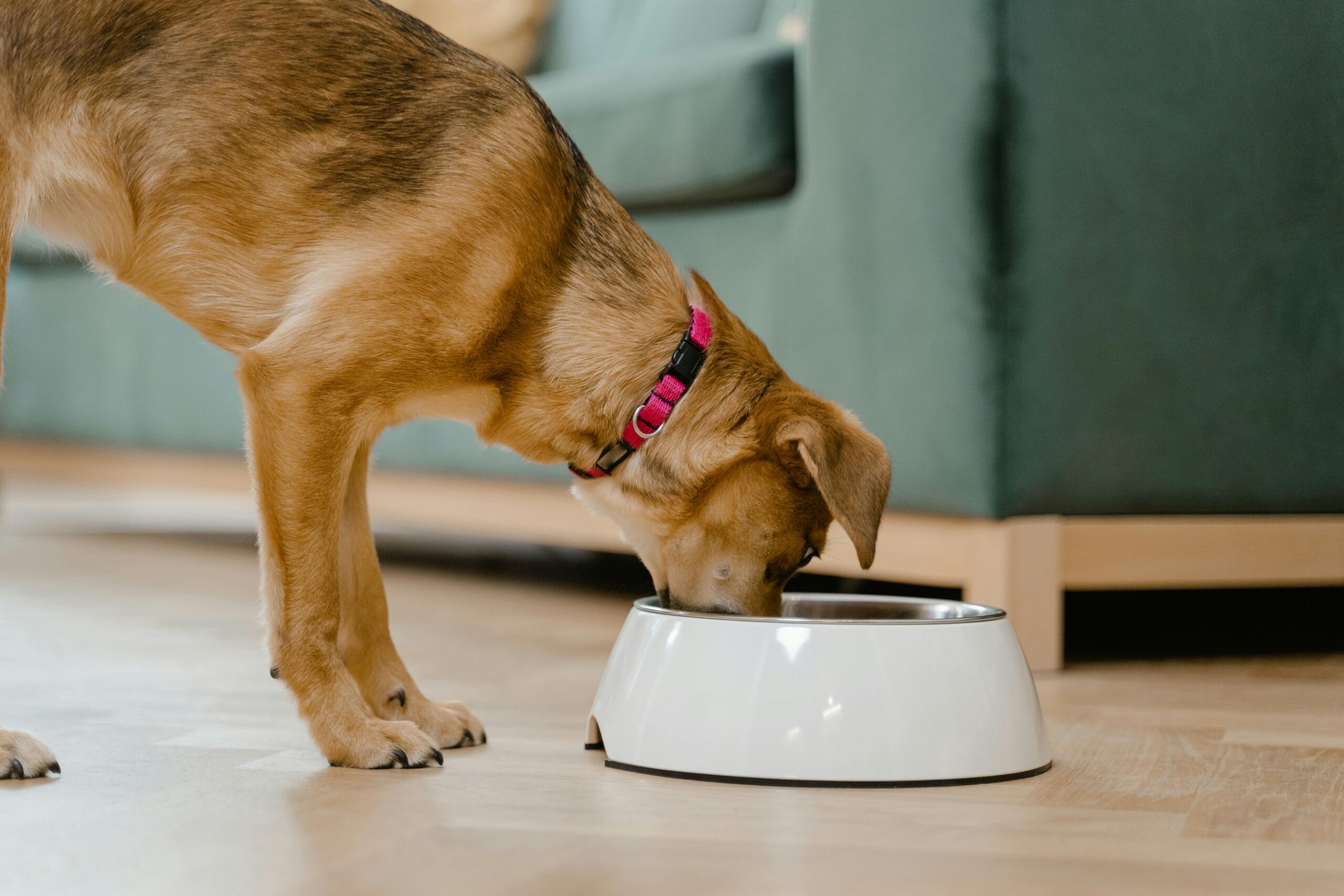 pet food italia